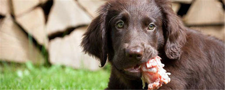 狗吃什么会变凶 给狗喂食带血的生肉会变凶吗