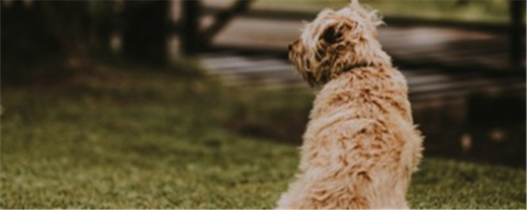 狗狗老是蹭屁股为什么 是不是忘了给狗狗驱虫?