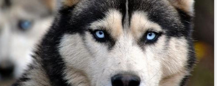 小狗多大可以断奶了 断奶的方式也是非常重要的