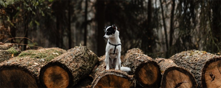 为什么我家公狗不会抬后腿尿尿 公狗为什么喜欢抬腿尿尿