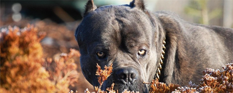 狗狗发炎吃什么药 怎么给狗狗喂药比较好