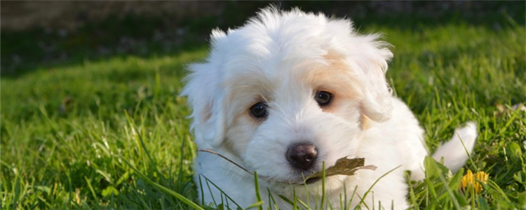 营养膏对狗有什么好处 营养膏的作用多到你想不到