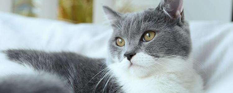 猫鼻泪管堵塞吃什么食物