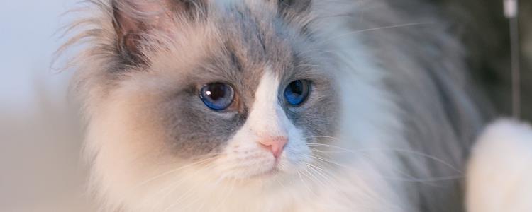 猫可以不喝水吗 猫缺水会有严重的后果！