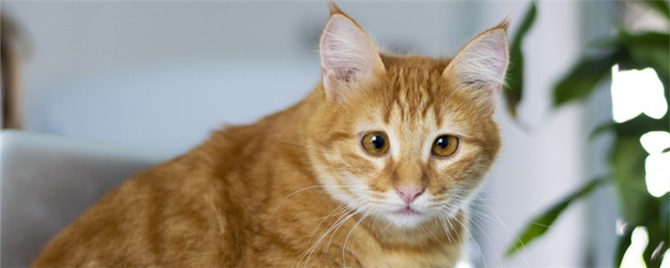 猫三联不打可以不 什么情况下可以不打猫三联