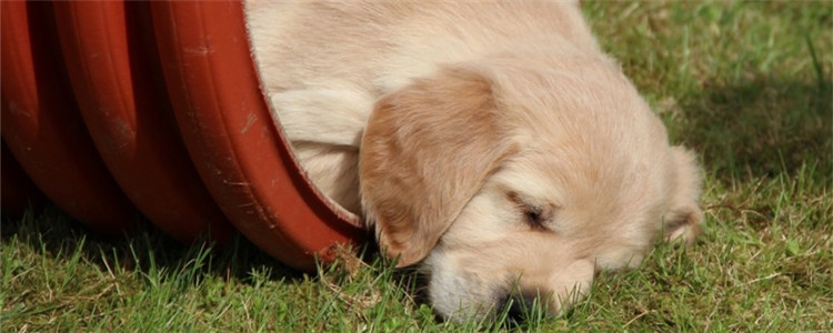 狗狗感冒可以洗澡不 等狗狗感冒好了再洗也不迟