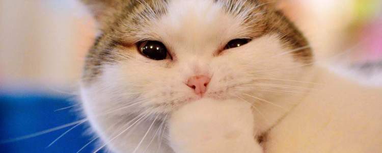 猫喜欢咬我怎么办 千万别以暴制暴!