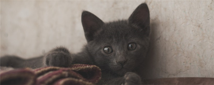 猫眼屎多是病了吗 猫有一点眼屎是正常现象