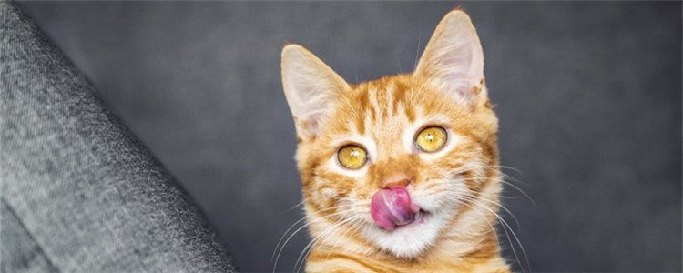 猫可以尝出味道吗 猫咪也是有味觉的好咩