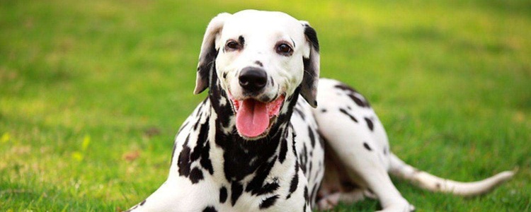 养狗前要做的思想准备 你究竟适合养狗吗？