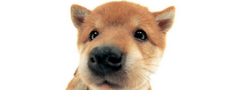 狗狗发抖是什么原因 这六种原因你一定要了解！