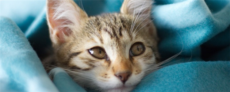 猫绝育不摘子宫可以吗 母猫绝育必须全摘