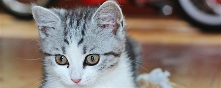 小猫不拉屎 可以喝柠檬水吗,最好不要给猫喝柠檬水