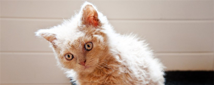 猫怀孕可以吃药不 猫咪孕期喂药要谨慎