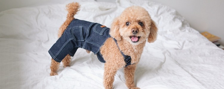 狗狗怎么清洁牙齿 牙齿健康关乎狗狗的健康和寿命哦！