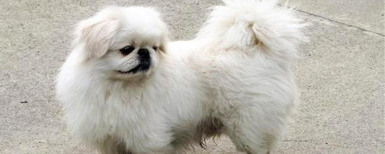 给狗做“安乐死”非常残忍？