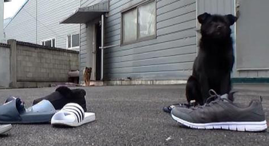 流浪狗见老板喜欢鞋子，它竟“偷鞋子”送老板！