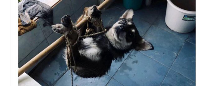 成都某大学研究生肢解、虐杀成瘾，只因自己有病不去治？