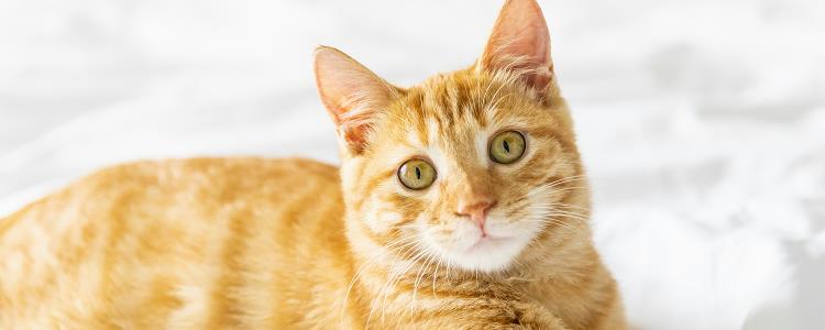 水晶猫砂好用吗 看完你就知道了!