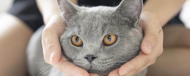 猫会得抑郁症吗 原来主子们高冷的内心下藏着....