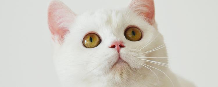 猫瘟致命吗 死亡率高达90%，你说呢？