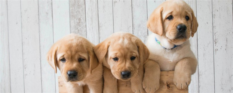 狗证一定要芯片吗 芯片相当于是狗狗的电子身份证