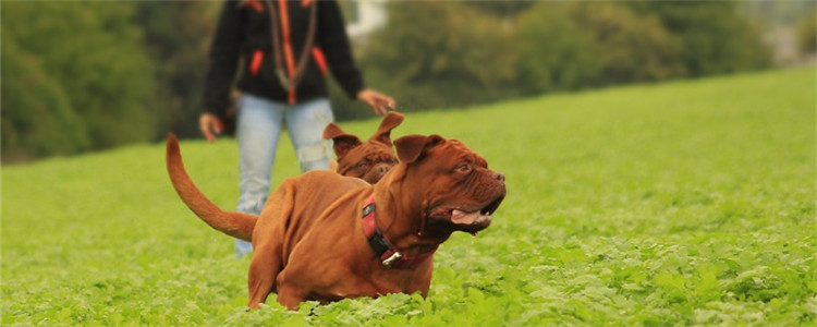 芯片对狗的危害 芯片对狗狗的身体有没有影响？