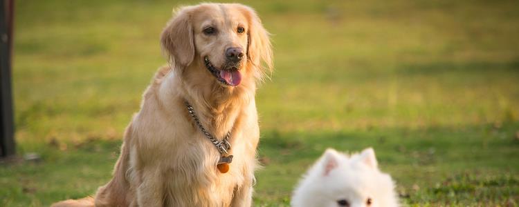 金毛的智商相当于几岁？ 你肯定没想到！