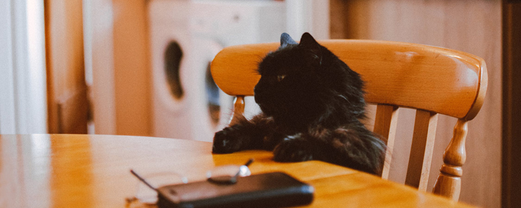 被猫咖的猫抓了赔偿 为什么大多数人要不到?