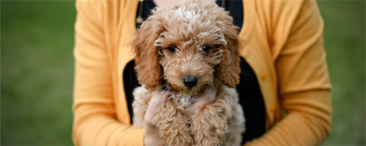 狗证去哪里办 其实狗证并不难办