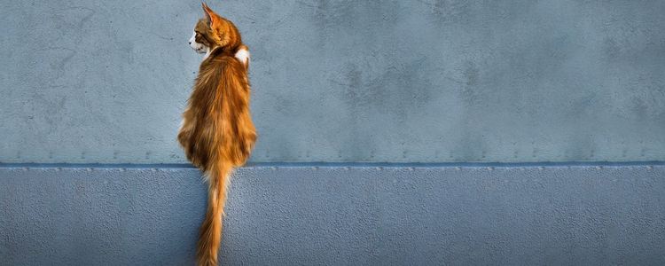 猫抓伤的狂犬病的几率 预防大于一切!