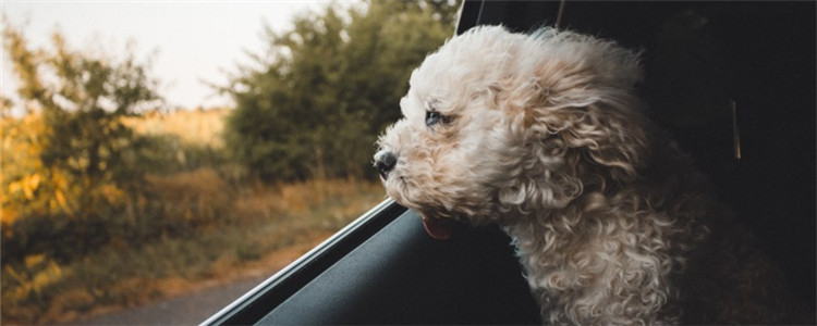 办狗证去哪里 不知道去哪办狗证的看过来