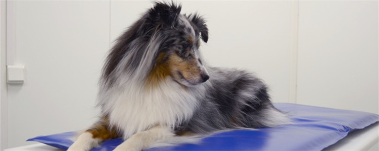 狗证去那里办 狗证办理指南在此！