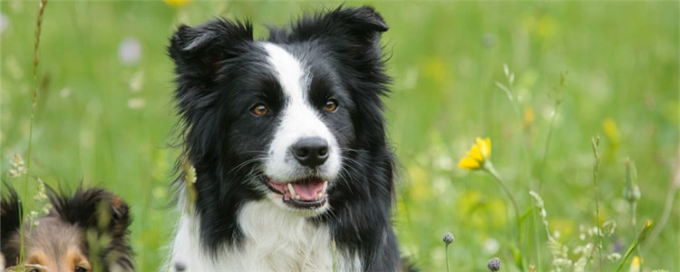 秋天狗狗掉毛怎么办 狗狗为什么会突然大量掉毛