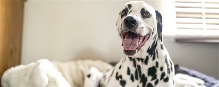 秋天狗爱得什么病 为什么狗狗秋天爱感冒