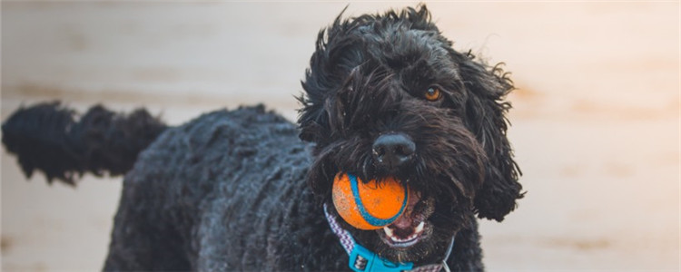 秋天狗狗身上有皮屑怎么办 狗狗也需要定期洗澡