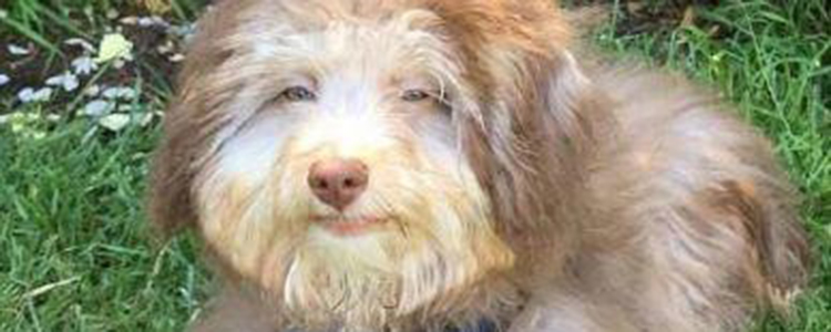 这只微笑的狗狗，它被称之为狗版“蒙娜丽莎”，太治愈了