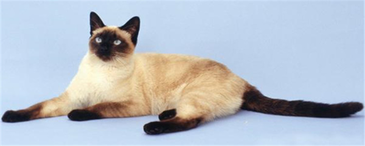 暹罗猫有多聪明 猫也是不可貌相的