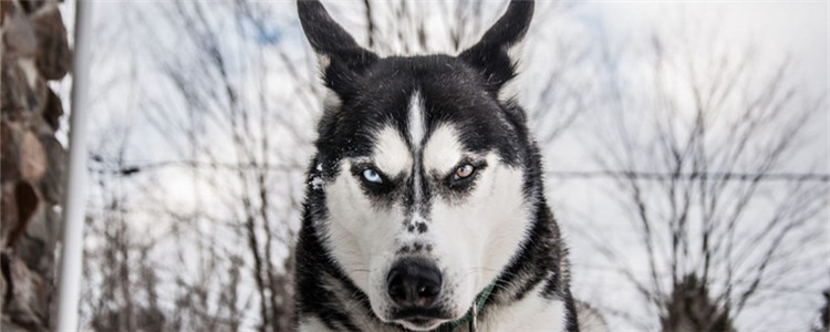 秋天狗狗容易暴躁吗 狗狗暴躁与季节有关吗