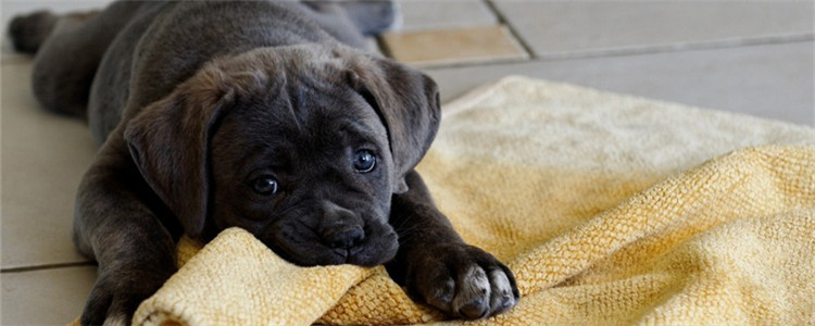 秋天狗狗吃什么肉好 牛肉能够促进狗狗生长发育