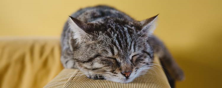 猫咖的猫都打过疫苗吗 警惕藏匿于楼道中的小店!