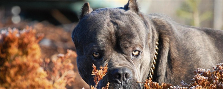 秋天狗狗容易得犬瘟吗 犬瘟病毒低温也能存活吗