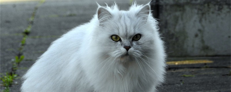 猫秋天掉毛正常吗 季节性掉毛不用太担心