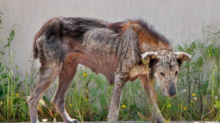 狗遭主人遗弃，一年后长成“怪物” 女子收养后让人不淡定