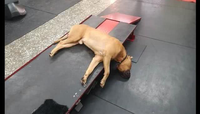 狗躺在升降机上呼呼大睡，还以为死了呢