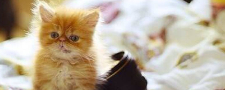 被猫咬了没打针有事吗 正确看待狂犬病