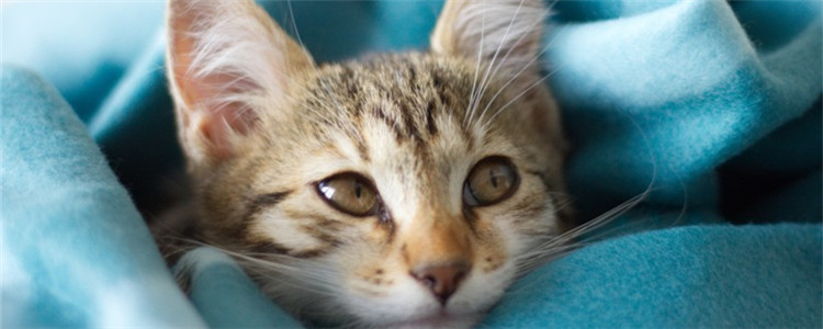 秋天猫有跳蚤吗 猫咪不出门也会有跳蚤？