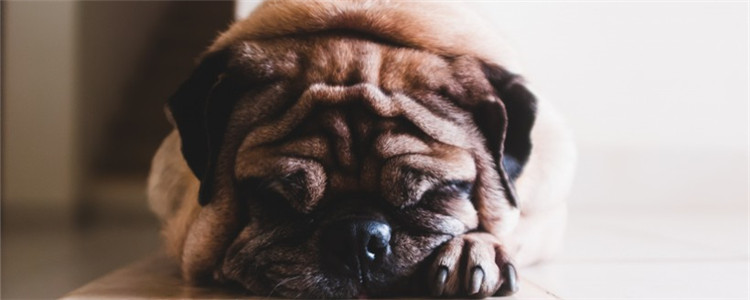 狗发烧能好吗 狗狗发烧了该怎么办