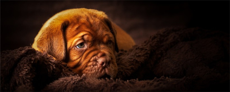 狗发烧吐什么 感冒引起的发烧一般不会呕吐