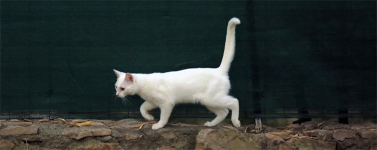 猫外出包可以串用吗 猫主子的东西最好不要串用